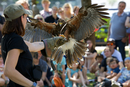 tag_der_offenen_tür_greifvogel